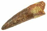 Fossil Spinosaurus Tooth - Real Dinosaur Tooth #344368-1
